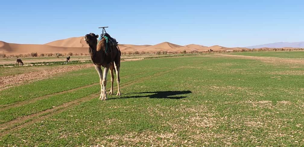 Chegaga Desert Trips Camp M'Hamid Esterno foto